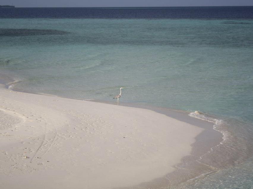 Fulidhoo La Perla Guest House Exteriér fotografie